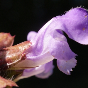 Photographie n°801197 du taxon Prunella grandiflora (L.) Schöller [1775]