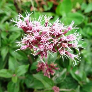 Photographie n°801219 du taxon Eupatorium cannabinum subsp. cannabinum 