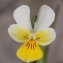  Philippe Thomas - Viola tricolor subsp. saxatilis (F.W.Schmidt) Arcang. [1882]