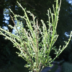 Photographie n°801269 du taxon Cytisus scoparius (L.) Link [1822]