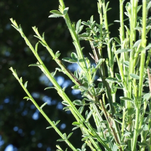 Photographie n°801271 du taxon Cytisus scoparius (L.) Link [1822]