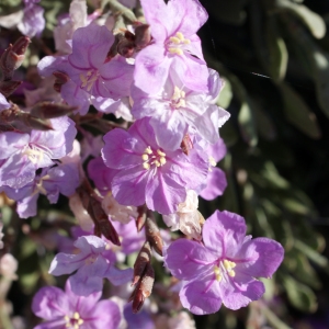 Photographie n°801283 du taxon Limoniastrum monopetalum (L.) Boiss. [1848]