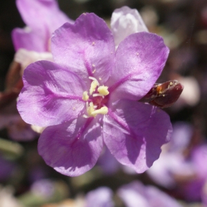 Photographie n°801284 du taxon Limoniastrum monopetalum (L.) Boiss. [1848]