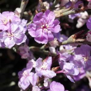 Photographie n°801287 du taxon Limoniastrum monopetalum (L.) Boiss. [1848]