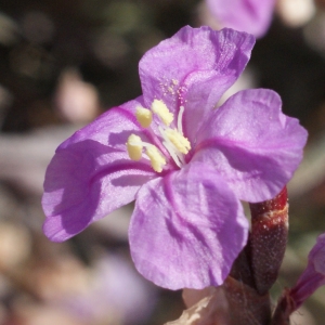 Photographie n°801289 du taxon Limoniastrum monopetalum (L.) Boiss. [1848]