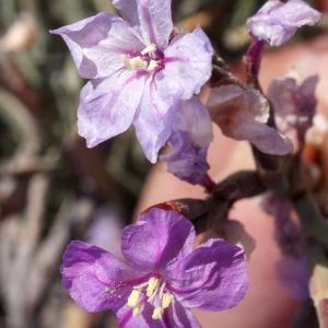 Photographie n°801290 du taxon Limoniastrum monopetalum (L.) Boiss. [1848]