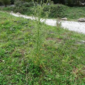 Photographie n°801414 du taxon Cirsium vulgare subsp. vulgare 