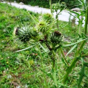 Photographie n°801415 du taxon Cirsium vulgare subsp. vulgare 