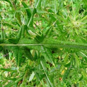 Photographie n°801419 du taxon Cirsium vulgare subsp. vulgare 