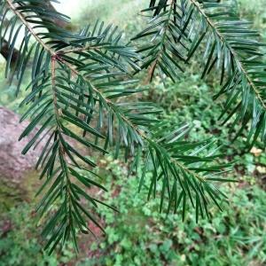 Photographie n°801499 du taxon Abies nebrodensis (Lojac.) Mattei [1908]