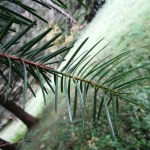 Photographie n°801503 du taxon Abies nebrodensis (Lojac.) Mattei [1908]