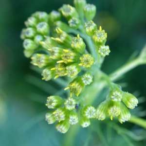 Photographie n°801585 du taxon Senecio adonidifolius Loisel. [1807]