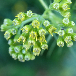 Photographie n°801587 du taxon Senecio adonidifolius Loisel. [1807]