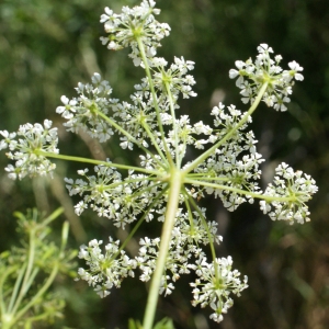 Photographie n°801603 du taxon Chaerophyllum aureum L. [1762]