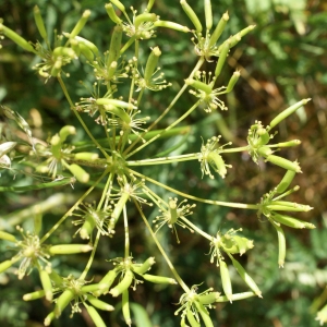 Photographie n°801607 du taxon Chaerophyllum aureum L. [1762]