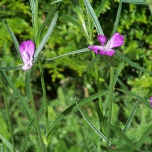 Photographie n°801822 du taxon Agrostemma githago L. [1753]