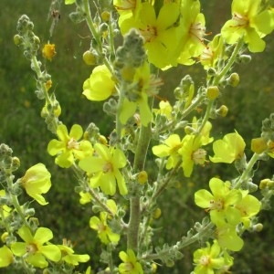 Photographie n°801866 du taxon Verbascum lychnitis L.