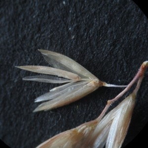 Photographie n°801871 du taxon Koeleria albescens DC.