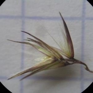 Photographie n°801877 du taxon Calamagrostis epigejos (L.) Roth