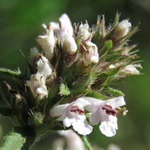 Photographie n°802250 du taxon Betonica officinalis L. [1753]