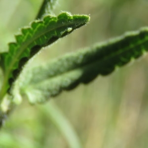 Photographie n°802257 du taxon Betonica officinalis L. [1753]