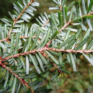 Abies diversifolia Maxim.