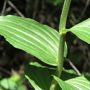 Photographie n°802268 du taxon Epipactis helleborine (L.) Crantz [1769]