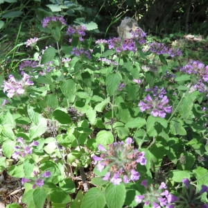 Photographie n°802306 du taxon Clinopodium vulgare L.