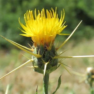 Calcitrapa lutea Delarbre (Centaurée du solstice)