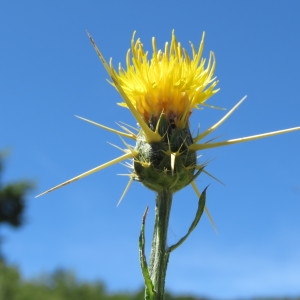 Photographie n°802327 du taxon Centaurea solstitialis L. [1753]