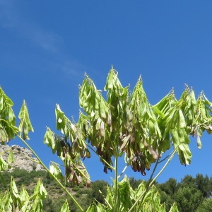 Photographie n°802331 du taxon Isatis tinctoria L. [1753]