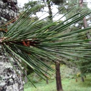 Pinus leucodermis Antoine (Pin de Bosnie)