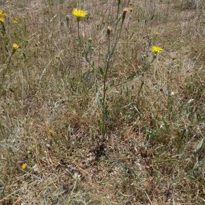 Photographie n°802360 du taxon Crepis foetida subsp. rhoeadifolia (M.Bieb.) Celak. [1871]