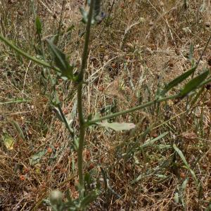  - Crepis foetida subsp. rhoeadifolia (M.Bieb.) Celak. [1871]