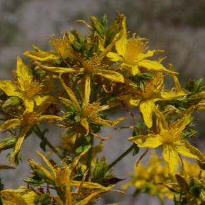 Photographie n°802409 du taxon Hypericum perforatum L.
