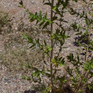 Photographie n°802411 du taxon Hypericum perforatum L.