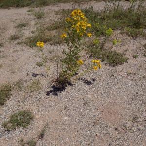 Photographie n°802412 du taxon Hypericum perforatum L.