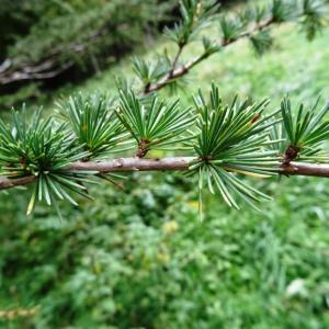 Photographie n°802422 du taxon Cedrus atlantica (Manetti ex Endl.) Carrière [1855]