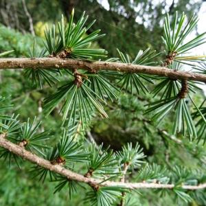 Photographie n°802430 du taxon Cedrus atlantica (Manetti ex Endl.) Carrière [1855]