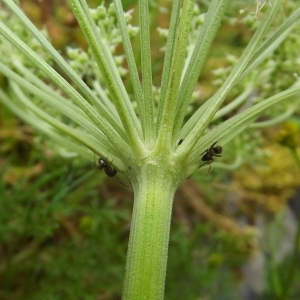 Photographie n°802712 du taxon Angelica razulii Gouan [1773]