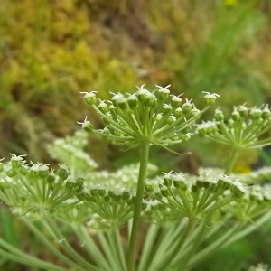 Photographie n°802717 du taxon Angelica razulii Gouan [1773]