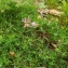  Florent Beck - Trifolium alpinum L. [1753]