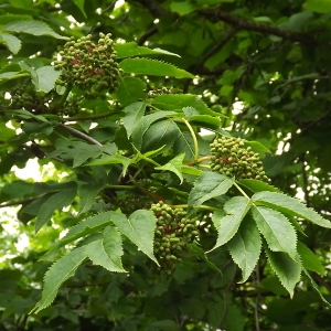 Photographie n°802763 du taxon Sambucus racemosa L. [1753]