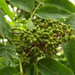 Photographie n°802764 du taxon Sambucus racemosa L. [1753]