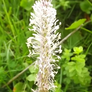 Photographie n°802772 du taxon Plantago media L. [1753]