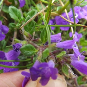 Photographie n°802826 du taxon Clinopodium L. [1753]