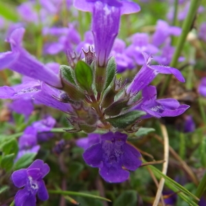 Photographie n°802830 du taxon Clinopodium L. [1753]