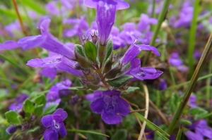 Florent Beck, le 30 juin 2016 (Estaing (Retenue sur le ruisseau du Garren blanc))