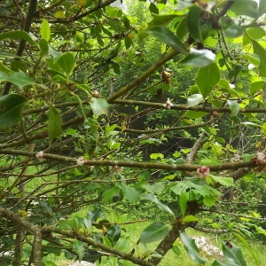 Photographie n°802894 du taxon Ilex aquifolium L.