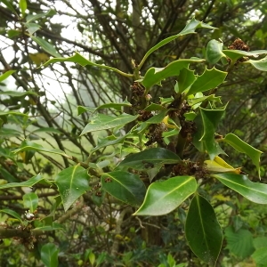 Photographie n°802898 du taxon Ilex aquifolium L.